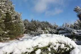 coniferous forest in snow