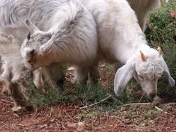 white goats on a farm