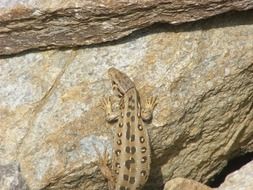 wild brown lizard on the stones