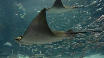Stingrays in the water
