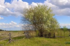 landscape fence hedge old wood