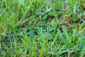 green shallow grass on the lawn