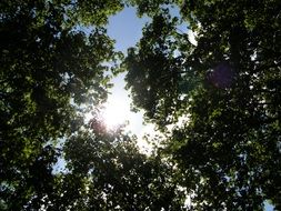 green forest trees at the sunlight