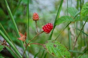 wild red berry