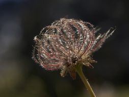 Macro photo of hairy flower