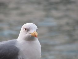 bald gull on the coast