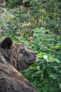 brown bear as a predator in the forest