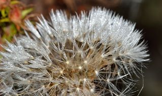 wet dandelion seed head