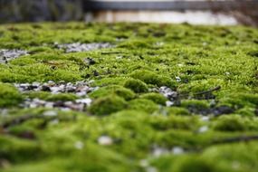 magnificent moss nature green
