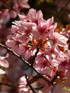 ornamental flowering cherry