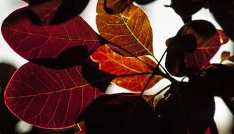 maroon foliage in the sunlight