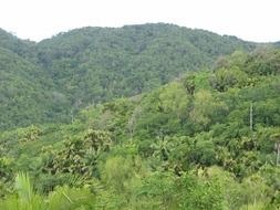 panoramic view of the rainforest