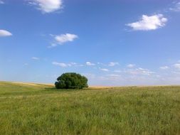 blue sky and a lonely tree