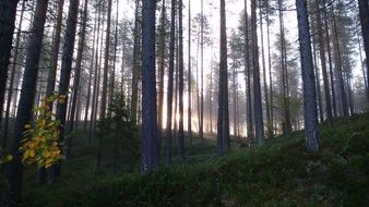 pine forest in the sun