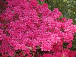 bush of the pink azalea flowers