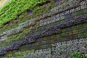 colorful plants on the wall