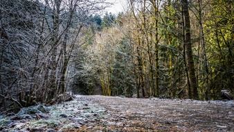 Frosted forest in winter