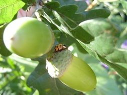 yellow ladybug on green acorns