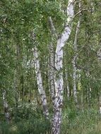 landscape of growing birch trees in the forest