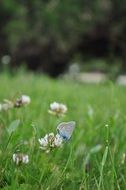 blue butterfly on white clover