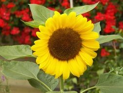 big yellow sun flower closeup