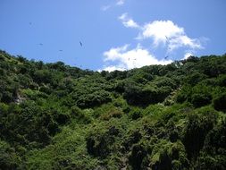 birds fly over a mountain with green trees
