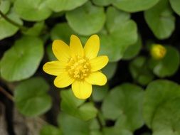 yellow spring flower on blurry background