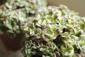 plants succulent close-up
