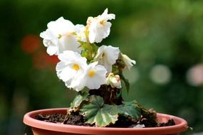 white flower in a pot