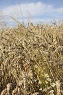 grass field in the countryside