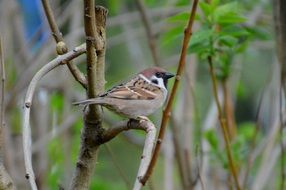 sparrow bird on a tree branch