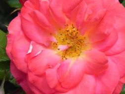 Closeup photo of Pink rose flower