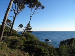 pine trees on the coastline