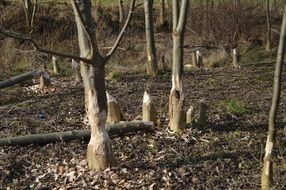 Beaver forest