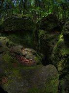 large stones in the woods in the moss