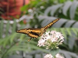 butterfly on a white flower in the garden