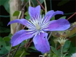 blue flower with white core close up