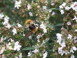 bumble-bee on a white flower on a bush