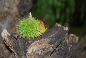 prickly chestnut fruit