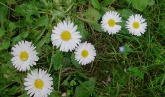 closeup photo of white daisies in green plants