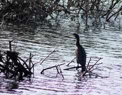 Great Cormorant on a branch in a river