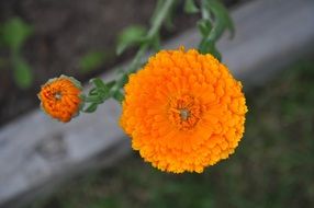 garden plant with orange flowers