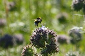 Bee on the flower on the field in summer