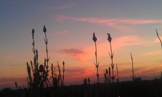 tall grass on a background of red sunset