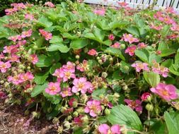 A lot of strawberry flowers