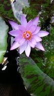 filigreed pale purple water lily