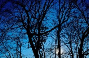 silhouette of a winter tree against the sky