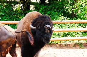 bison in the pen for animals