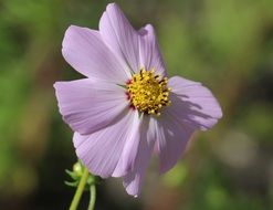 cosmos wildflower