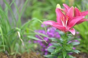 lily, pink flower close-up on blurred background
